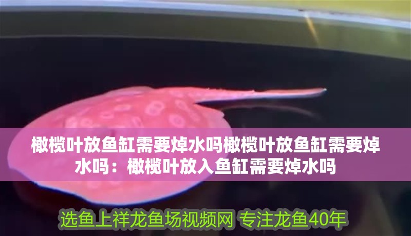 橄欖葉放魚缸需要焯水嗎橄欖葉放魚缸需要焯水嗎：橄欖葉放入魚缸需要焯水嗎 橄欖葉放魚缸需要焯水嗎橄欖葉放魚缸需要焯水嗎：橄欖葉放入魚缸需要焯水嗎 魚缸百科