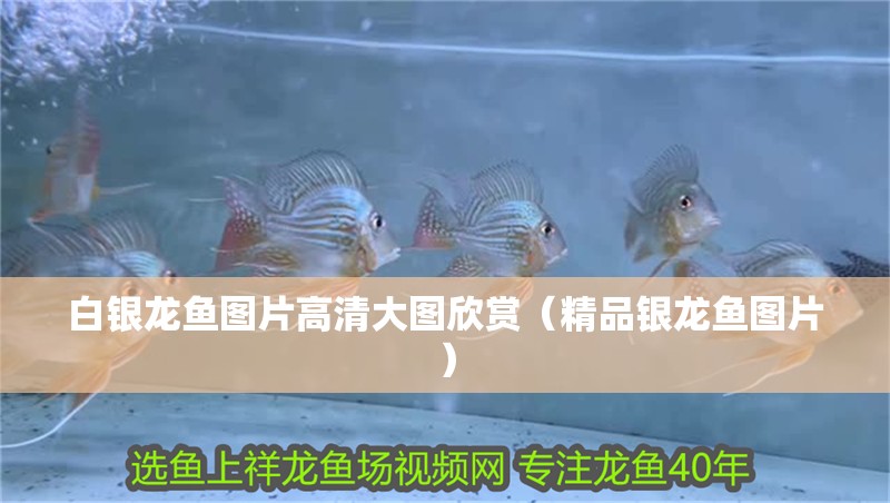 白銀龍魚圖片高清大圖欣賞（精品銀龍魚圖片） 白銀龍魚圖片高清大圖欣賞（精品銀龍魚圖片） 銀龍魚百科