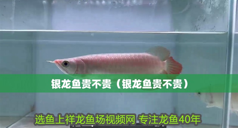 銀龍魚貴不貴（銀龍魚貴不貴）