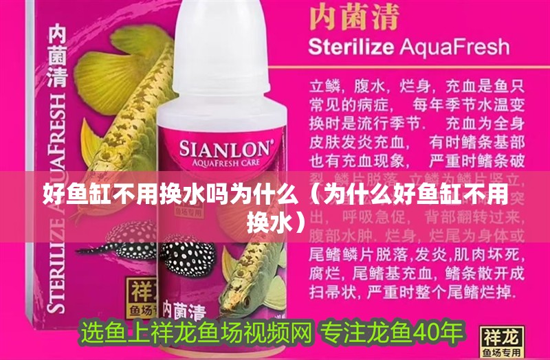 好魚缸不用換水嗎為什么（為什么好魚缸不用換水）