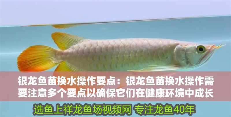 銀龍魚苗換水操作要點：銀龍魚苗換水操作需要注意多個要點以確保它們在健康環境中成長 銀龍魚苗換水操作要點：銀龍魚苗換水操作需要注意多個要點以確保它們在健康環境中成長 龍魚百科