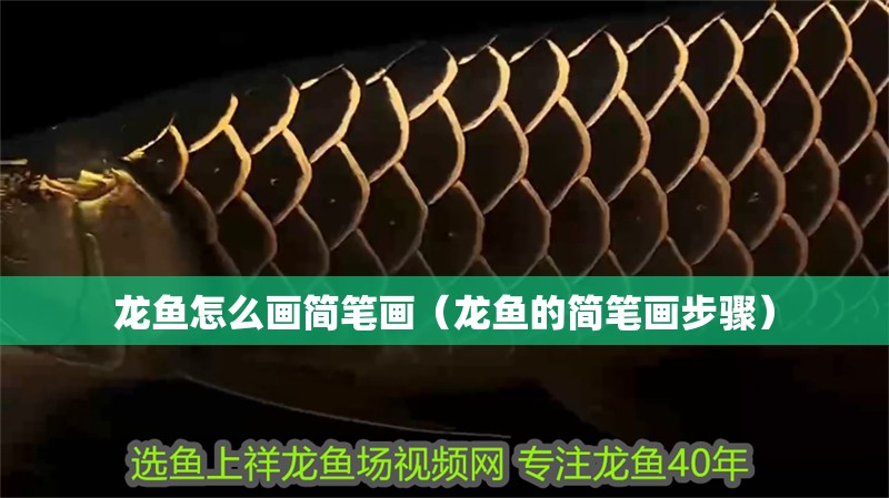 龍魚怎么畫簡筆畫（龍魚的簡筆畫步驟）