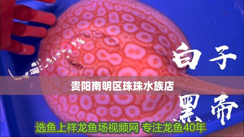 貴陽(yáng)南明區(qū)珠珠水族店