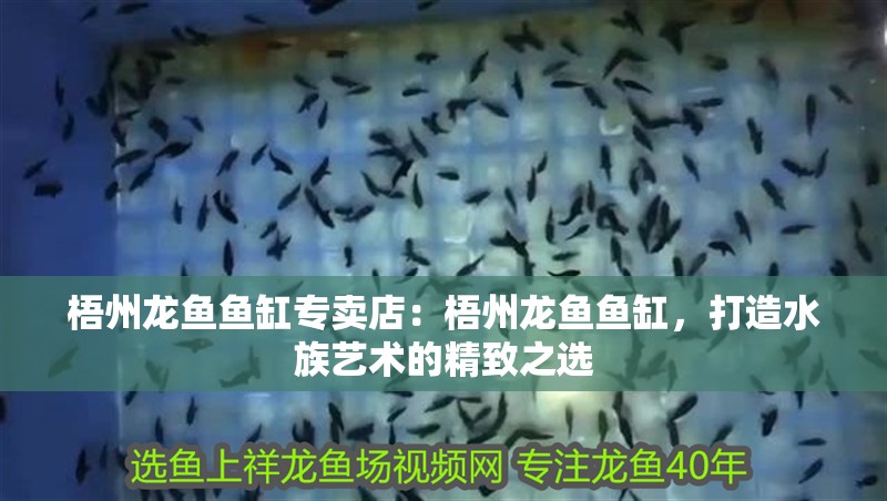 梧州龍魚魚缸專賣店：梧州龍魚魚缸，打造水族藝術的精致之選