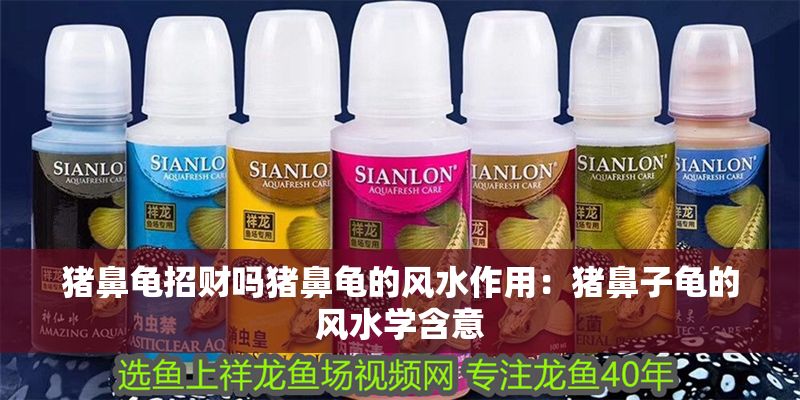 豬鼻龜招財嗎豬鼻龜的風水作用：豬鼻子龜的風水學含意