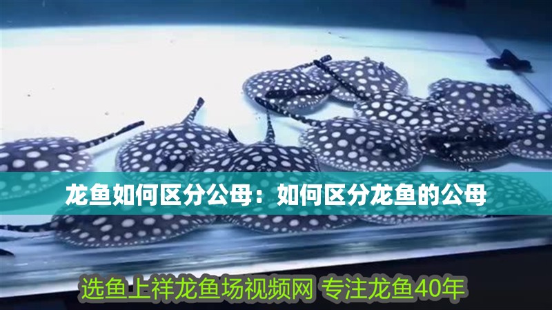 龍魚如何區分公母：如何區分龍魚的公母 龍魚如何區分公母：如何區分龍魚的公母 龍魚百科
