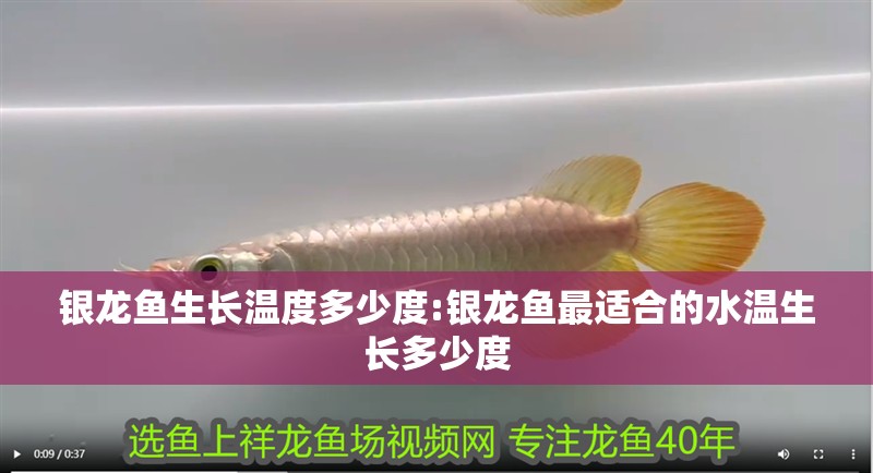 鸚鵡魚和銀龍魚混養怎樣喂食 銀龍魚生長溫度多少度:銀龍魚最適合的水溫生長多少度 銀龍魚百科 銀龍魚生長溫度多少度:銀龍魚最適合的水溫生長多少度 銀龍魚生長溫度多少度:銀龍魚最適合的水溫生長多少度 銀龍魚百科