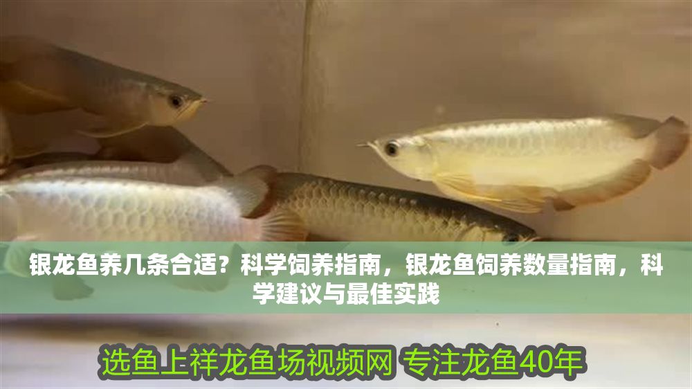 銀龍魚養(yǎng)幾條合適？科學飼養(yǎng)指南，銀龍魚飼養(yǎng)數(shù)量指南，科學建議與最佳實踐