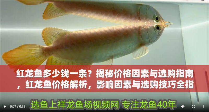 紅龍魚多少錢一條？揭秘價格因素與選購指南，紅龍魚價格解析，影響因素與選購技巧全指南
