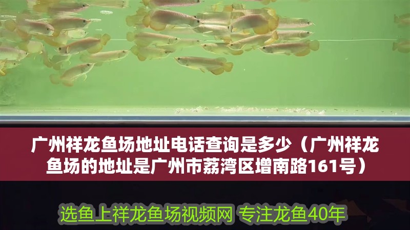 廣州祥龍魚場地址電話查詢是多少（廣州祥龍魚場的地址是廣州市荔灣區增南路161號）