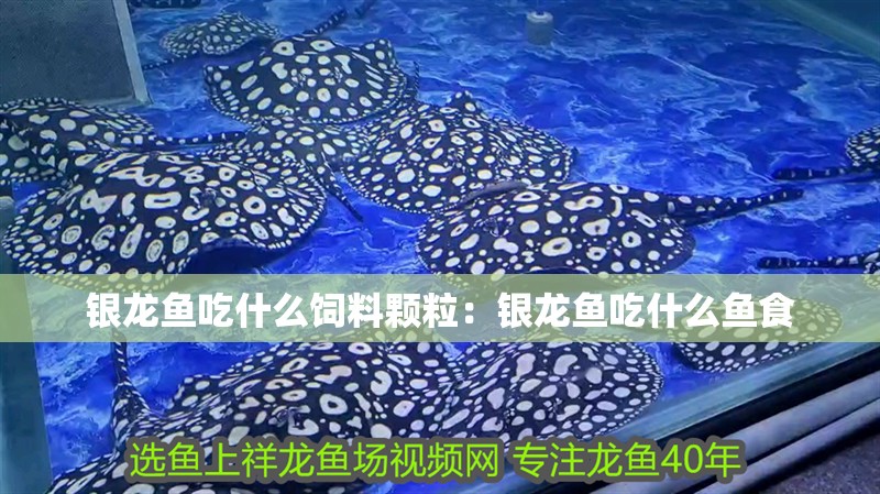 我的虎魚真菌感染了要怎么處理 銀龍魚吃什么飼料顆粒:銀龍魚吃什么魚食 銀龍魚百科 銀龍魚吃什么飼料顆粒:銀龍魚吃什么魚食 銀龍魚吃什么飼料顆粒:銀龍魚吃什么魚食 銀龍魚百科