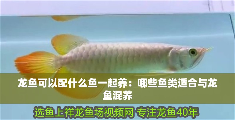 龍魚可以配什么魚一起養：哪些魚類適合與龍魚混養