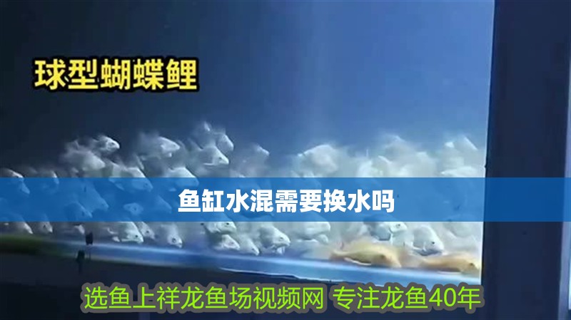 魚缸水混需要換水嗎