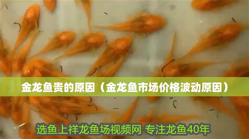 金龍魚貴的原因（金龍魚市場價格波動原因）