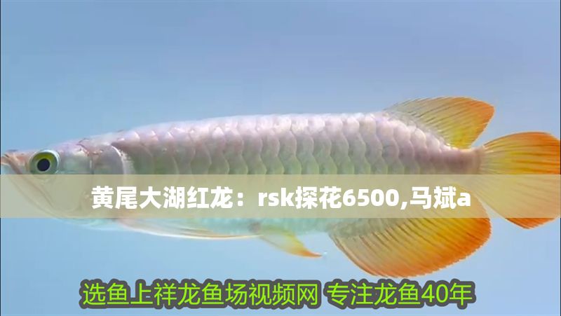 黃尾大湖紅龍：rsk探花6500,馬斌a