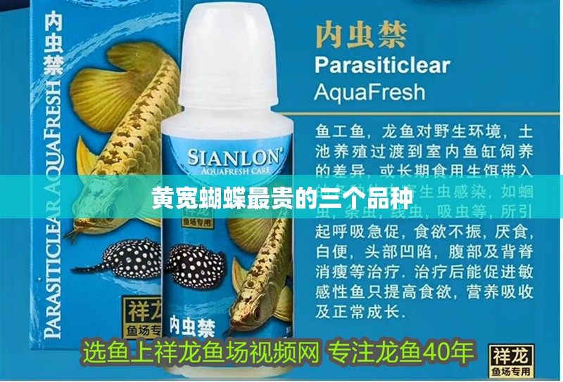 黃寬蝴蝶最貴的三個品種 黃寬蝴蝶最貴的三個品種 龍魚論壇