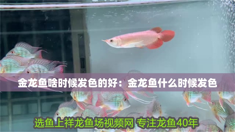 金龍魚啥時候發色的好：金龍魚什么時候發色