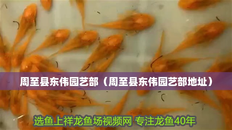 什么魚能和龍魚、虎魚混養(龍魚能和虎魚混養嗎) 周至縣東偉園藝部(周至縣東偉園藝部地址) 全國水族館企業名錄 周至縣東偉園藝部(周至縣東偉園藝部地址) 周至縣東偉園藝部(周至縣東偉園藝部地址) 全國水族館企業名錄