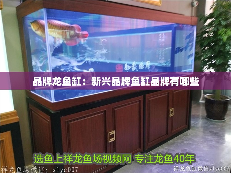 品牌龍魚缸：新興品牌魚缸品牌有哪些