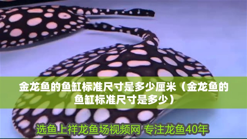 金龍魚的魚缸標準尺寸是多少厘米（金龍魚的魚缸標準尺寸是多少）