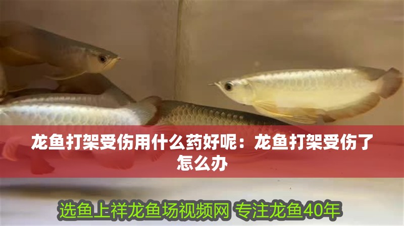 龍魚打架受傷用什么藥好呢：龍魚打架受傷了怎么辦