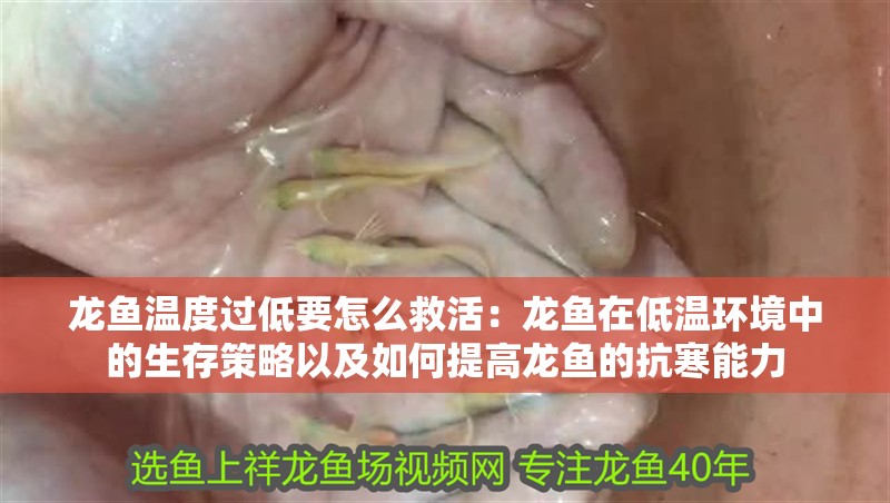 龍魚溫度過低要怎么救活：龍魚在低溫環境中的生存策略以及如何提高龍魚的抗寒能力