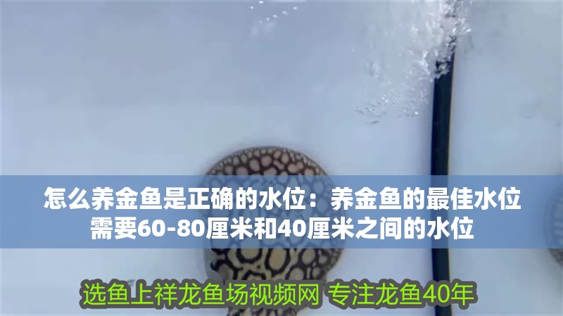 怎么養金魚是正確的水位：養金魚的最佳水位需要60-80厘米和40厘米之間的水位