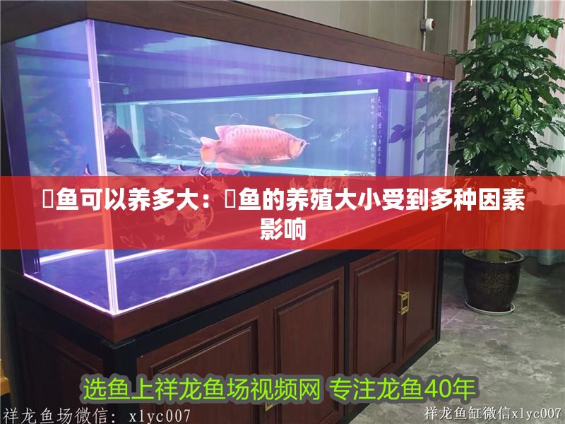 魟魚可以養多大：魟魚的養殖大小受到多種因素影響 魟魚可以養多大：魟魚的養殖大小受到多種因素影響 魟魚百科 第2張