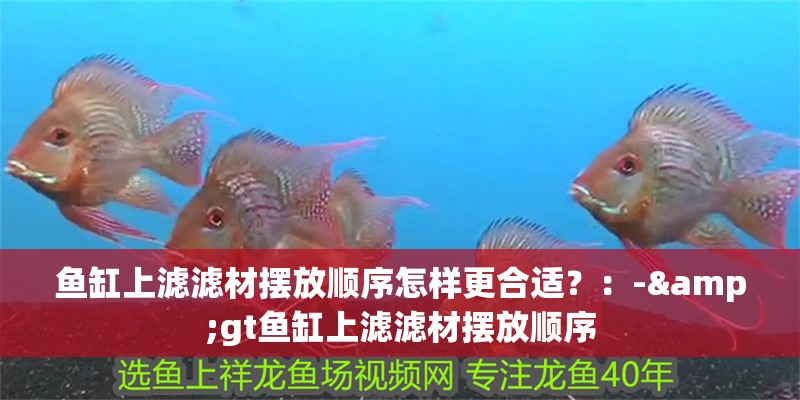 鸚鵡魚和銀龍魚混養怎樣喂食 魚缸上濾濾材擺放順序怎樣更合適?:->魚缸上濾濾材擺放順序 魚缸百科 魚缸上濾濾材擺放順序怎樣更合適?:->魚缸上濾濾材擺放順序 魚缸上濾濾材擺放順序怎樣更合適?:->魚缸上濾濾材擺放順序 魚缸百科