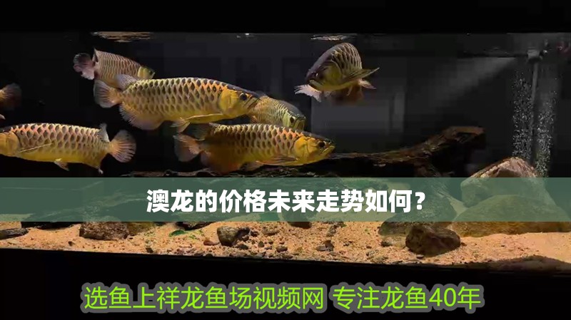 給大魚缸換水的頻率是固定的,而是需要根據多種因素來確定:給大魚缸換水的頻率不是固定的,而是需要根據多種因素來確定 澳龍的價格未來走勢如何? 龍魚百科 澳龍的價格未來走勢如何? 澳龍的價格未來走勢如何? 龍魚百科