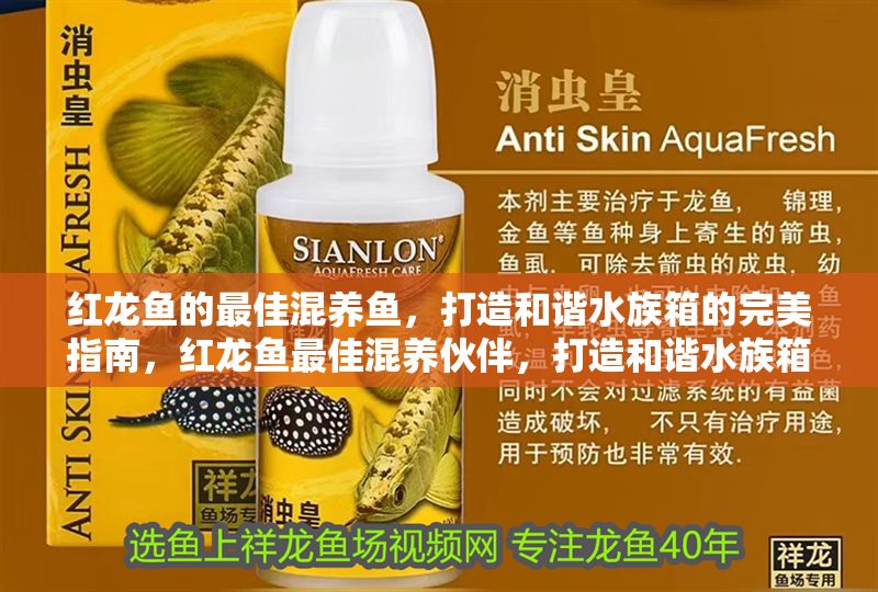 紅龍魚的最佳混養魚，打造和諧水族箱的完美指南，紅龍魚最佳混養伙伴，打造和諧水族箱的終極指南