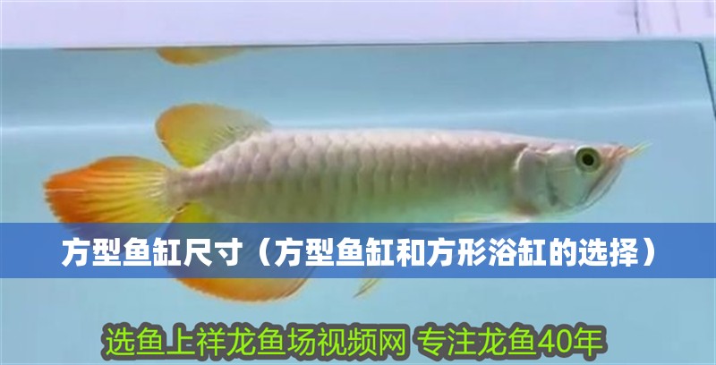 方型魚缸尺寸（方型魚缸和方形浴缸的選擇）