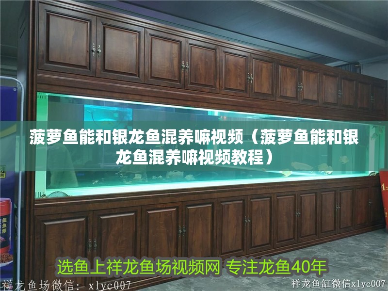 菠蘿魚能和銀龍魚混養嘛視頻（菠蘿魚能和銀龍魚混養嘛視頻教程）