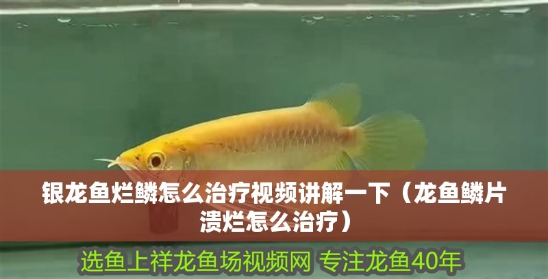 銀龍魚爛鱗怎么治療視頻講解一下（龍魚鱗片潰爛怎么治療） 銀龍魚爛鱗怎么治療視頻講解一下（龍魚鱗片潰爛怎么治療） 銀龍魚百科