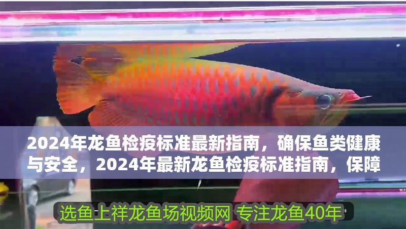 2024年龍魚檢疫標準最新指南，確保魚類健康與安全，2024年最新龍魚檢疫標準指南，保障魚類健康與安全
