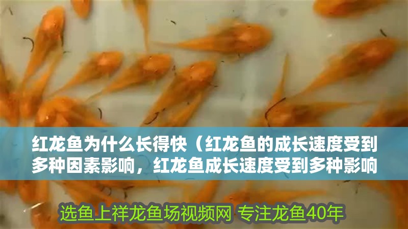 紅龍魚為什么長得快（紅龍魚的成長速度受到多種因素影響，紅龍魚成長速度受到多種影響） 紅龍魚為什么長得快（紅龍魚的成長速度受到多種因素影響，紅龍魚成長速度受到多種影響） 龍魚百科