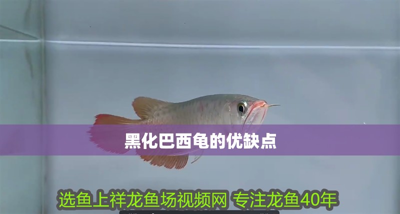 黑化巴西龜?shù)膬?yōu)缺點 黑化巴西龜?shù)膬?yōu)缺點 龍魚論壇