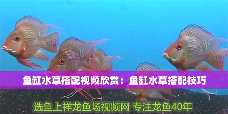 魚缸水草搭配視頻欣賞：魚缸水草搭配技巧