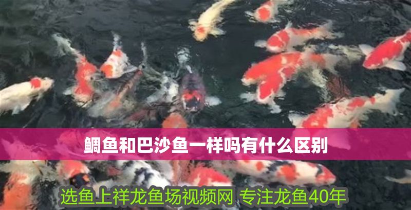鯛魚和巴沙魚一樣嗎有什么區別