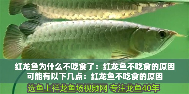 紅龍魚為什么不吃食了：紅龍魚不吃食的原因可能有以下幾點：紅龍魚不吃食的原因