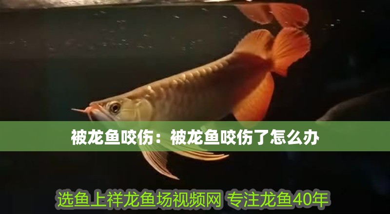 被龍魚咬傷：被龍魚咬傷了怎么辦