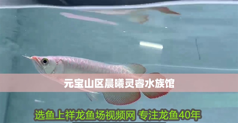 魚(yú)缸過(guò)濾器選購(gòu)指南:自制魚(yú)缸過(guò)濾器魚(yú)缸上置過(guò)濾器對(duì)于養(yǎng)魚(yú)愛(ài)好者的必備知識(shí) 元寶山區(qū)晨曦靈睿水族館 全國(guó)水族館企業(yè)名錄 元寶山區(qū)晨曦靈睿水族館 元寶山區(qū)晨曦靈睿水族館 全國(guó)水族館企業(yè)名錄