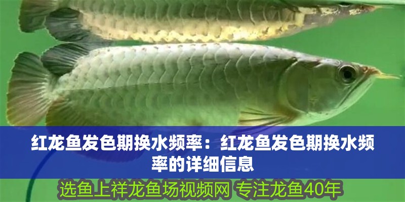 紅龍魚發色期換水頻率：紅龍魚發色期換水頻率的詳細信息