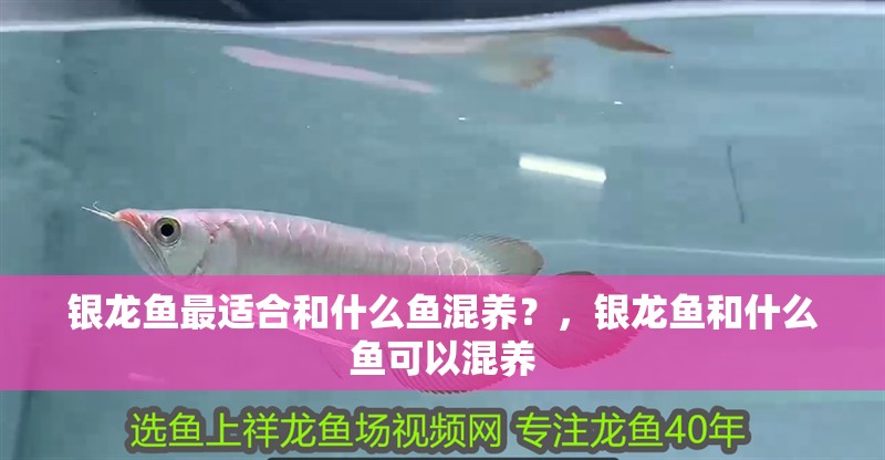 銀龍魚最適合和什么魚混養？，銀龍魚和什么魚可以混養