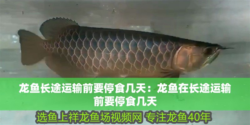 龍魚長途運輸前要停食幾天：龍魚在長途運輸前要停食幾天