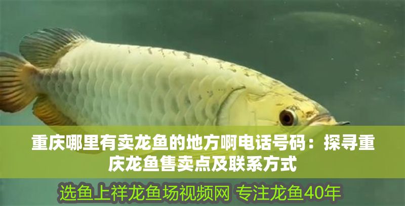 重慶哪里有賣龍魚的地方啊電話號碼：探尋重慶龍魚售賣點及聯系方式