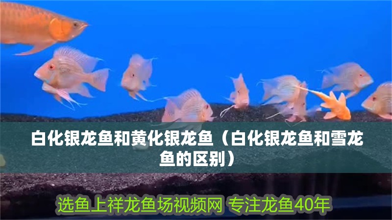白化銀龍魚和黃化銀龍魚（白化銀龍魚和雪龍魚的區別）