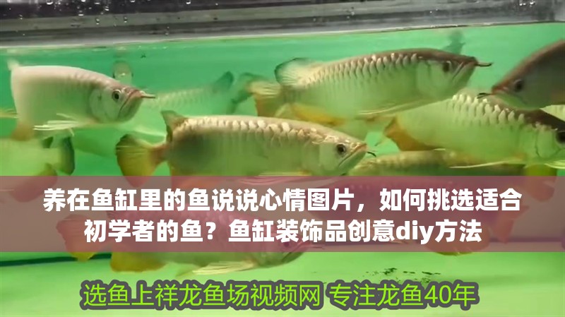 養(yǎng)在魚缸里的魚說說心情圖片，如何挑選適合初學(xué)者的魚？魚缸裝飾品創(chuàng)意diy方法 養(yǎng)在魚缸里的魚說說心情圖片，如何挑選適合初學(xué)者的魚？魚缸裝飾品創(chuàng)意diy方法 魚缸百科