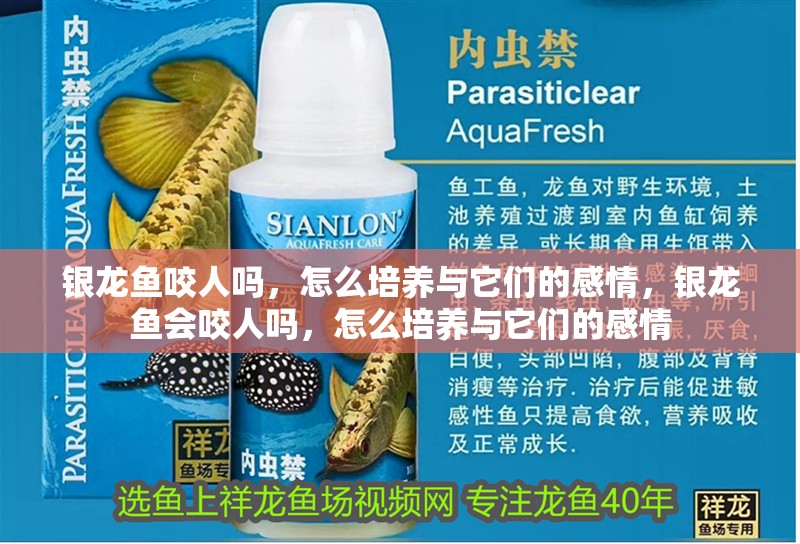 銀龍魚咬人嗎，怎么培養與它們的感情，銀龍魚會咬人嗎，怎么培養與它們的感情