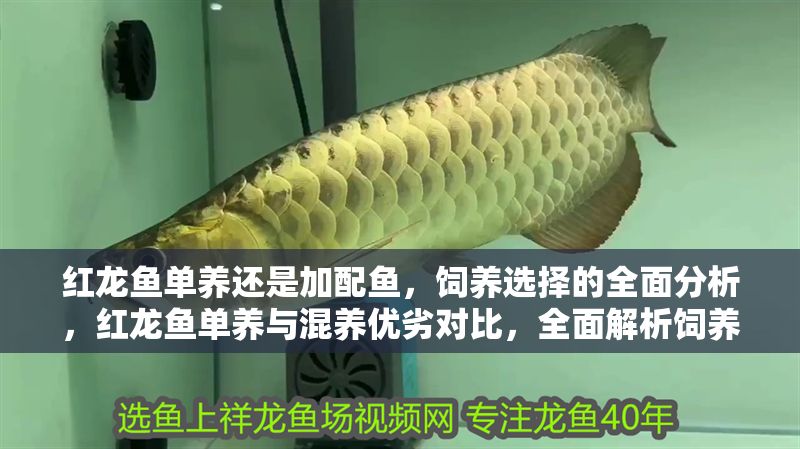 紅龍魚單養還是加配魚，飼養選擇的全面分析，紅龍魚單養與混養優劣對比，全面解析飼養選擇 紅龍魚單養還是加配魚，飼養選擇的全面分析，紅龍魚單養與混養優劣對比，全面解析飼養選擇 龍魚百科 第1張